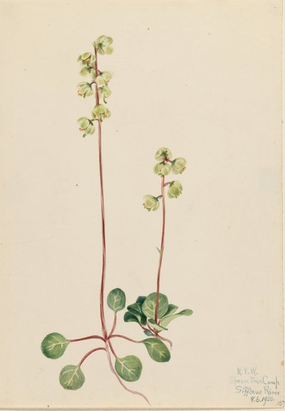 Pyrola zielona (Pyrola chlorantha) autorstwa Mary Vaux Walcott