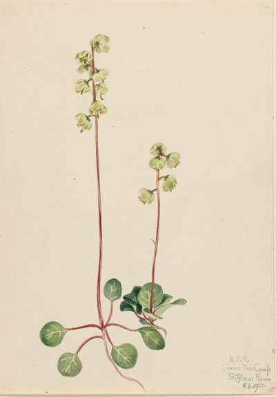 Zielona Pyrola Pyrola chlorantha, 1920. autorstwa Mary Vaux Walcott