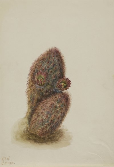 Zielony kaktus truskawkowy (Echinocereus viridiflorus) autorstwa Mary Vaux Walcott