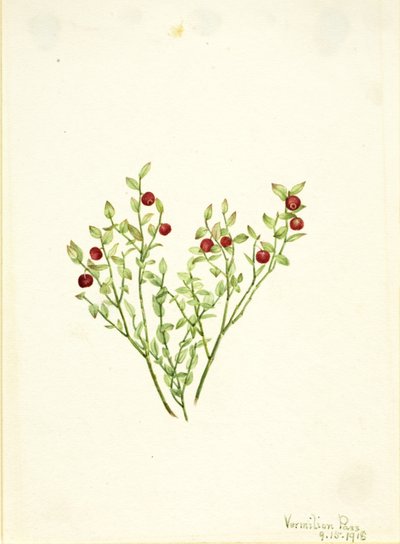 Borówka brusznica (Vaccinium scoparium) autorstwa Mary Vaux Walcott