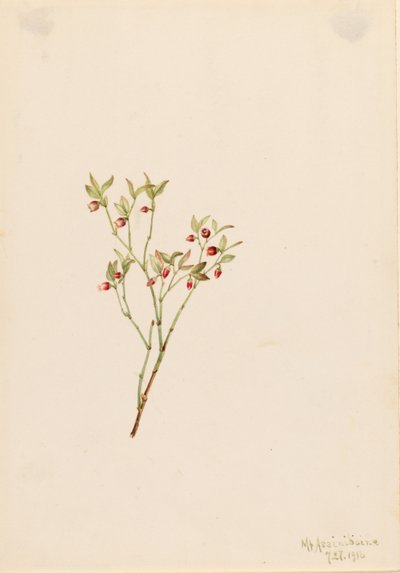 Borówka głuszec (Vaccinum scoparium) autorstwa Mary Vaux Walcott