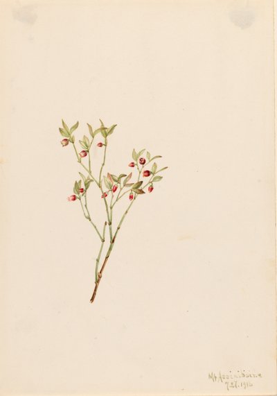 Grouse Whortleberry Vaccinum scoparium, 1916. autorstwa Mary Vaux Walcott