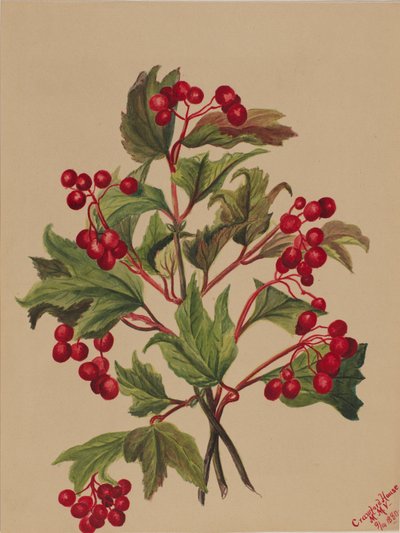 Kalina amerykańska (Viburnum americanum) autorstwa Mary Vaux Walcott
