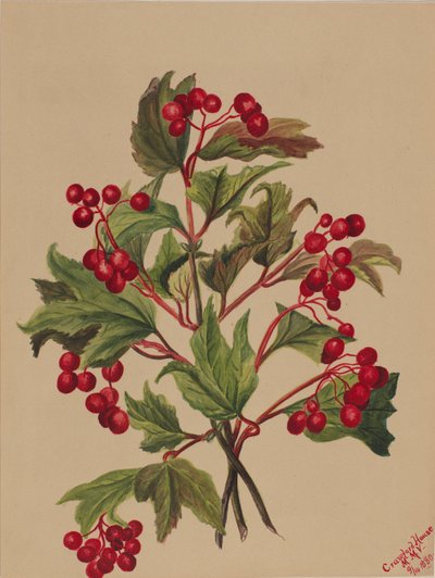 Grouseberry Viburnum americanum, 1880. autorstwa Mary Vaux Walcott