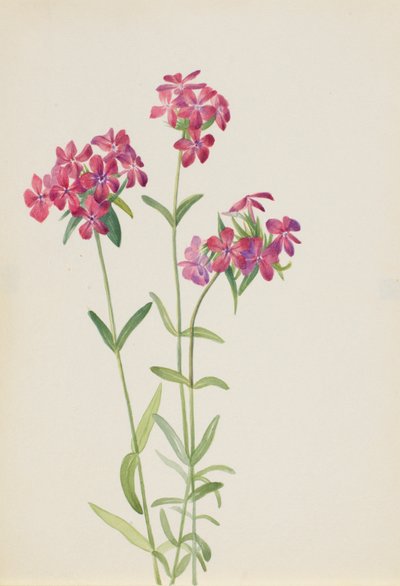Floks owłosiony (Phlox amoena) autorstwa Mary Vaux Walcott