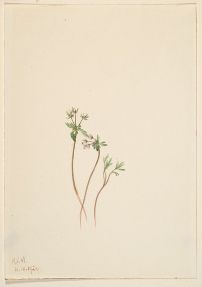 Zwiastun wiosny (Erigenia bulbosa) autorstwa Mary Vaux Walcott