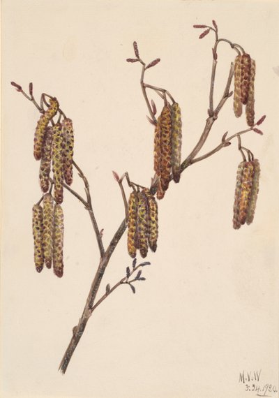 Leszczyna Olcha Alnus regosa, 1920. autorstwa Mary Vaux Walcott