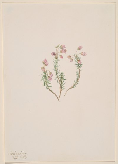 Wrzos (Phyllodoce intermedia) autorstwa Mary Vaux Walcott