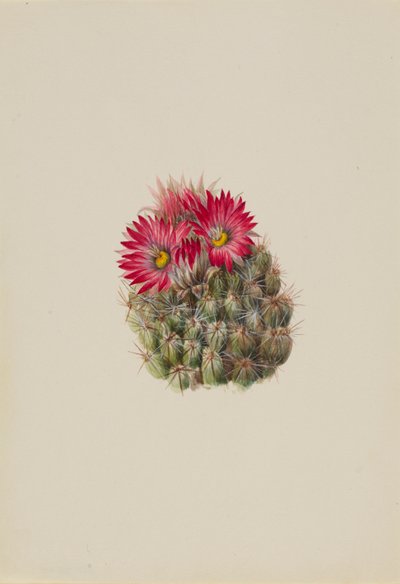 Kaktus jeż (Coryphantha arizonica) autorstwa Mary Vaux Walcott
