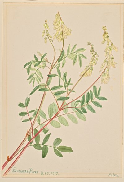 Hedysarum Hedysarum sulphurescens, 1917. autorstwa Mary Vaux Walcott
