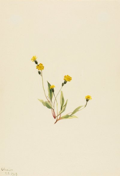 Heieracium gracile autorstwa Mary Vaux Walcott