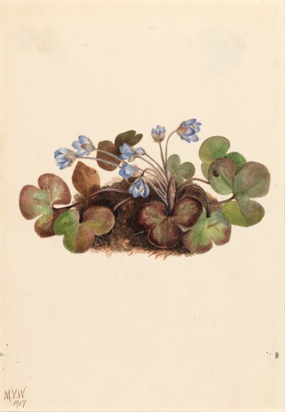 Hepatica (Hepatica americana) autorstwa Mary Vaux Walcott