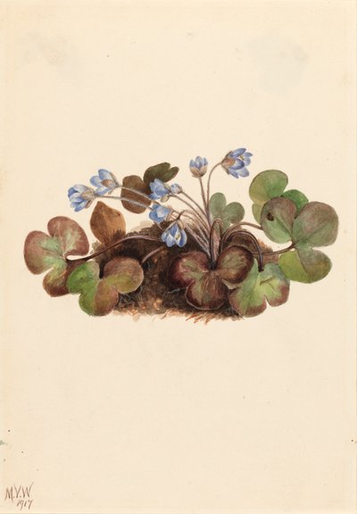 Przylaszczka amerykańska, 1917. autorstwa Mary Vaux Walcott