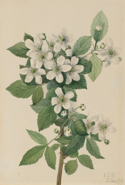 Krzak jeżyny wysokiej, 1919. autorstwa Mary Vaux Walcott