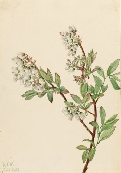 Borówka wysoka (Vaccinium corymbosum) autorstwa Mary Vaux Walcott