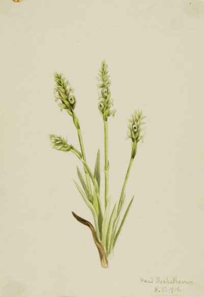 Ibidium ścisłe (Ibidium strictum) autorstwa Mary Vaux Walcott