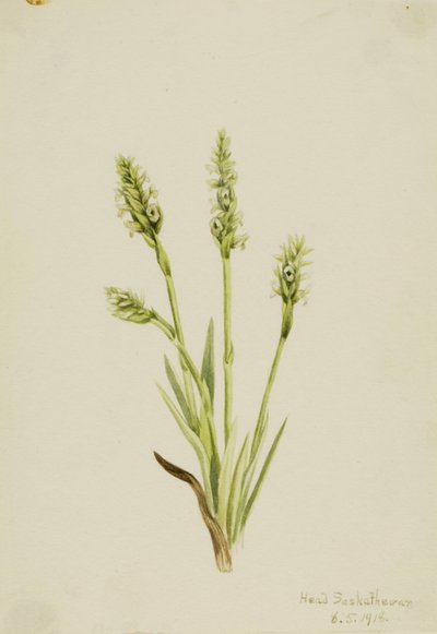 Damskie spodnie z kapturem Ibidium strictum, 1918. autorstwa Mary Vaux Walcott