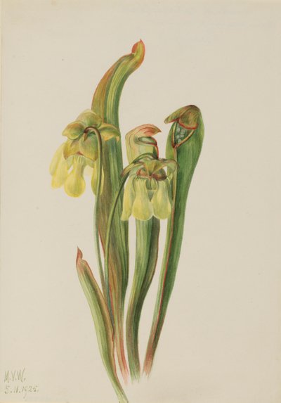 Dzbanecznik kapturkowaty (Sarracenia minor) autorstwa Mary Vaux Walcott
