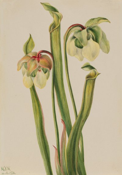 Hybrydowy miotacz Sarracenia minor, 1930. autorstwa Mary Vaux Walcott