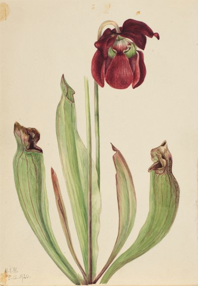 Hybryda dzbanka Sarracenia rubra xs purpurea venosa, 1920. autorstwa Mary Vaux Walcott