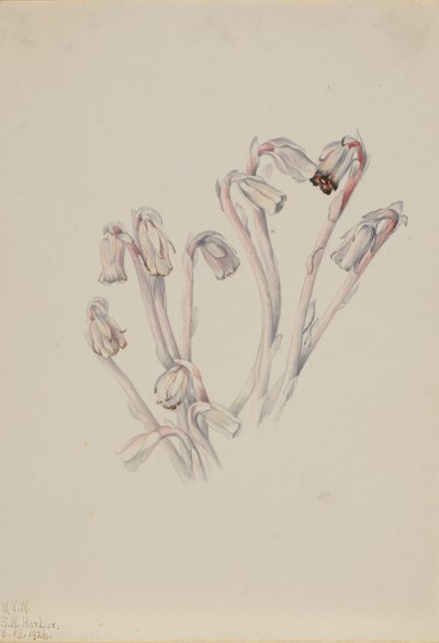 Fajka indyjska Monotropa uniflora, 1926. autorstwa Mary Vaux Walcott