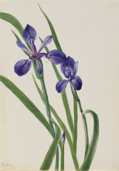 Iris Iris gatunek, 1939. autorstwa Mary Vaux Walcott