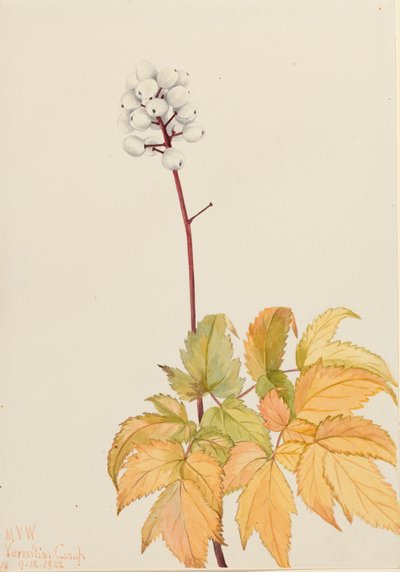 Baneberry z kości słoniowej Actaea arguta, 1922 autorstwa Mary Vaux Walcott