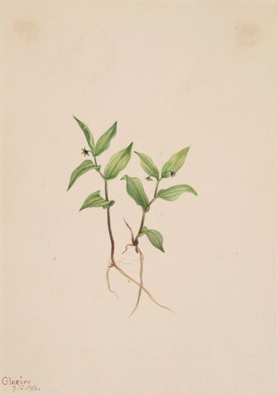 Streptopoides Kruhsea Kruhsea, 1913. autorstwa Mary Vaux Walcott