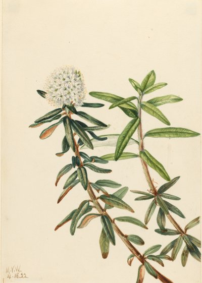 Herbata labradorska (Ledum groenlandicum) autorstwa Mary Vaux Walcott