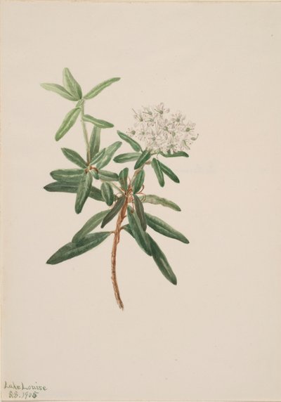 Lód Labrador Tea Grenlandia, 1905. autorstwa Mary Vaux Walcott