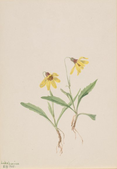 Arnika Lake Louise (Arnica louisiana) autorstwa Mary Vaux Walcott