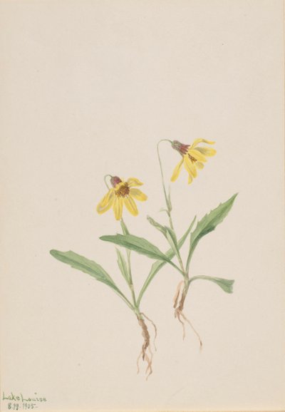 Lake Louise Arnica Arnica louisiana, 1905. autorstwa Mary Vaux Walcott