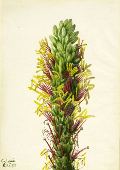 Lechuguilla (Agava lechuguilla) autorstwa Mary Vaux Walcott
