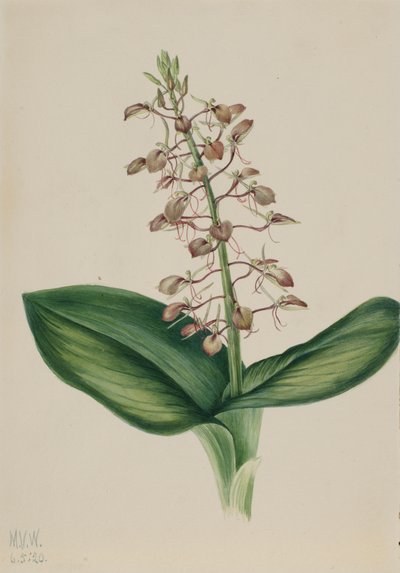 Lilia Twybulade Liparis liliifolia, 1920. autorstwa Mary Vaux Walcott