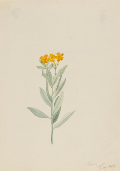 Lithospermum canescens autorstwa Mary Vaux Walcott