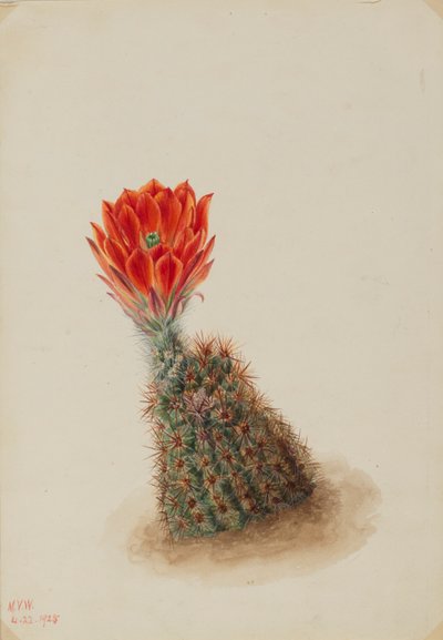 Kaktus truskawkowy Lloyda (Echinocereus lloydii) autorstwa Mary Vaux Walcott