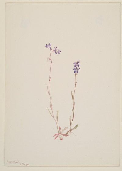 Lobelia Kalmii autorstwa Mary Vaux Walcott