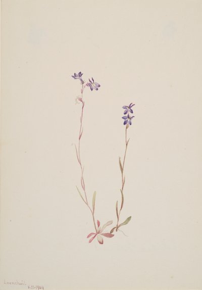 Lobelia Kalmii, 1904. autorstwa Mary Vaux Walcott