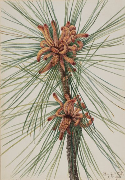 Sosna zwyczajna (Pinus taeda) autorstwa Mary Vaux Walcott