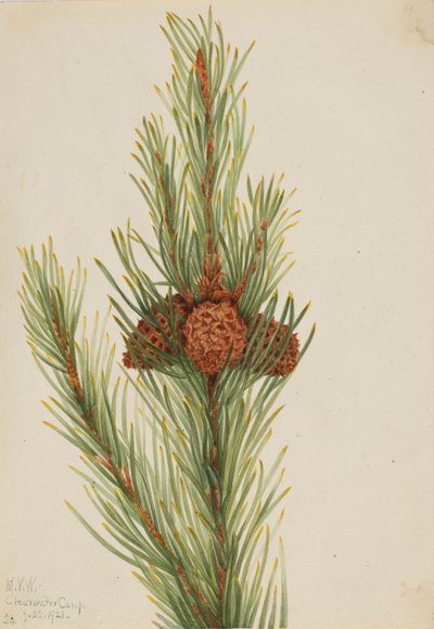 Sosna Lodgepole (Pinus Contorta murrayana) autorstwa Mary Vaux Walcott