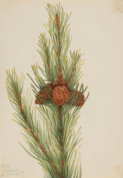 Sosna Lodgepole Pinus Contorta murrayana, 1921. autorstwa Mary Vaux Walcott