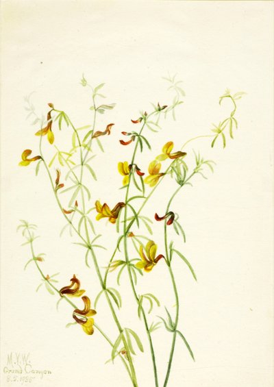 Lotos puberulus, 1935. autorstwa Mary Vaux Walcott