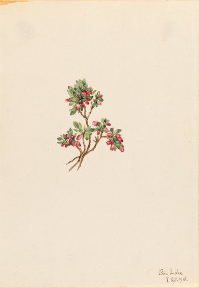 Borówka niska (Vaccinium caespitosum) autorstwa Mary Vaux Walcott