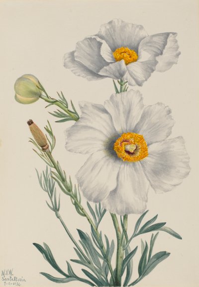 Matilija Poppy Romney coulteri, 1931. autorstwa Mary Vaux Walcott