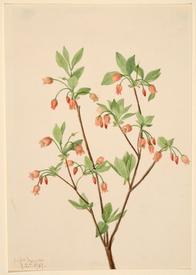 Menziesea (Menziesea glabella) autorstwa Mary Vaux Walcott