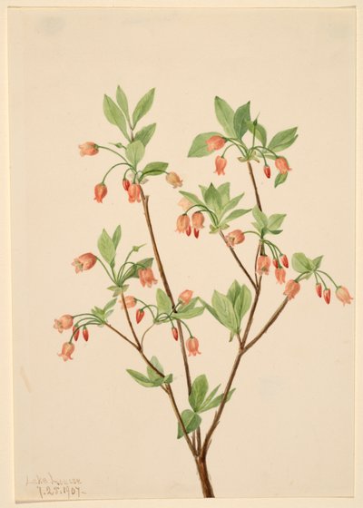 Menziesea Menziesea glabella, 1907. autorstwa Mary Vaux Walcott