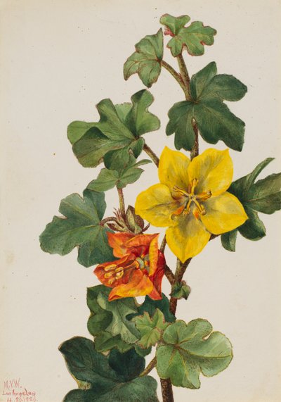 Meksykańska Fremontia Fremontodendron mexicanum, 1926. autorstwa Mary Vaux Walcott