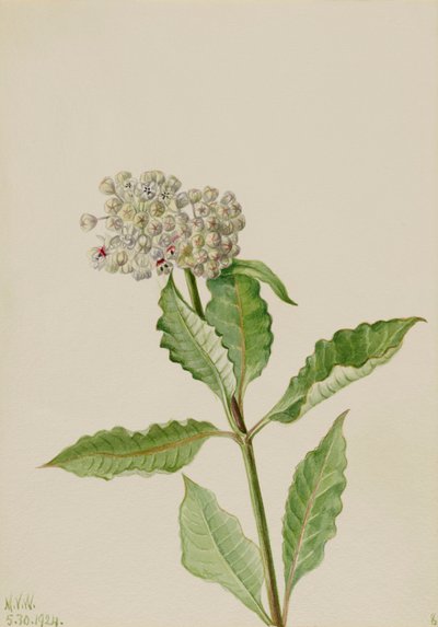 Milkweed Asclepias, 1924. autorstwa Mary Vaux Walcott