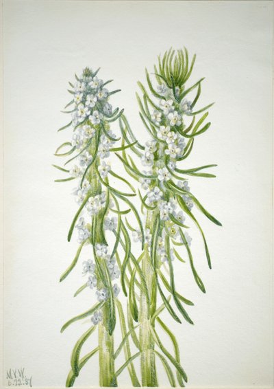 Świeca górnicza (Oreocarya virgata) autorstwa Mary Vaux Walcott