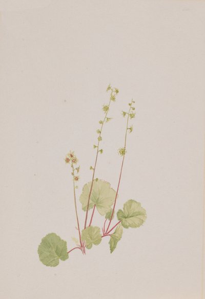 Naga mittella, ca. 1900-1920. autorstwa Mary Vaux Walcott